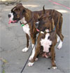 Click here for more detailed Boxer breed information and available puppies, studs dogs, clubs and forums